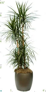 Dracaena Marginata Cane Set 2.jpg
