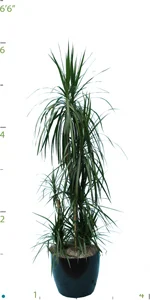 Dracaena Marginata Cane Set.jpg