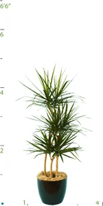 Dracaena Marginata CC 04-5'.jpg