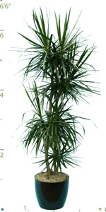 Dracaena Marginata CC 05-6'.jpg