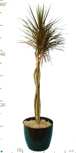 Dracaena Marginata Open Weave.jpg