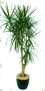 Dracaena Marginata Stump.jpg