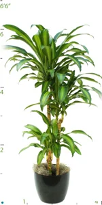 Dracaena Massangeana CC 04-5'.jpg