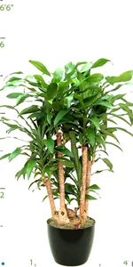 Dracaena Massangeana Character 05-6'.jpg