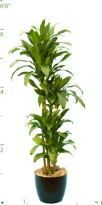 Dracaena  Festiva Tropical Plant Service