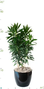 Dracaena Reflexa Bush.jpg