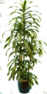 Dracaena Pele Tip 5P 06-7'.jpg