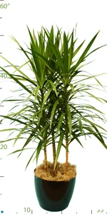 Dracaena  Festiva Tropical Plant Service
