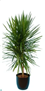 Dracaena Tarzan Standard.jpg