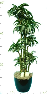 Dracaena Warneckii Jade Cane Set 05-6'.jpg