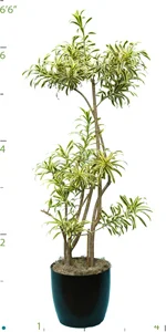 Pleomole Song of India CC 03-4'.jpg