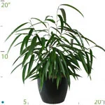 Ficus Alli Maclellandii.jpg