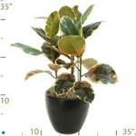 Ficus Belize.jpg