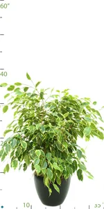 Ficus Benjamina Variegated.jpg