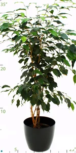 Ficus Benjamina.jpg
