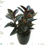 Ficus Decora.jpg