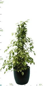 Ficus Gold-King 2 Stake.jpg