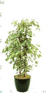 Ficus Gold-King 03-4'.jpg