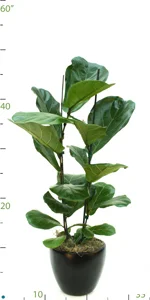 Ficus Lyrata.jpg