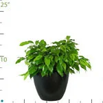 Ficus Neon.jpg