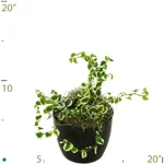 Ficus Repens Variegated.jpg