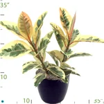 Ficus Sylvie.jpg