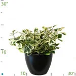 Ficus Triangularis.jpg