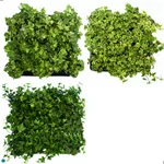 Ivy Assorted Flat(16).jpg