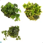 Ivy Assorted.jpg