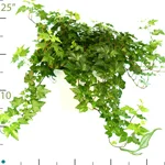 Ivy Ideal Green.jpg
