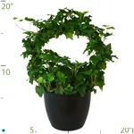 Ivy Topiary Ring Wreath.jpg