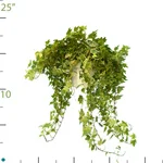 Ivy Variegated.jpg