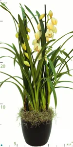 Orchid Cymbidium 2 Spike.jpg