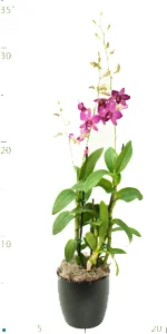 Orchid Dendrobium.jpg