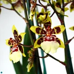 Orchid Mini Oncidium..jpg