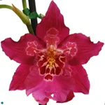 Orchid Oncidium.jpg