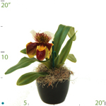 Orchid Papheopedilum.jpg