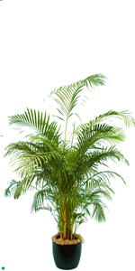 Palm Areca Lutescens 05-6'.jpg