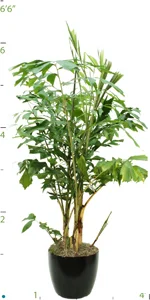 Palm Caryota Mitis 04-5'.jpg