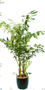 Palm Caryota Mitis 06'.jpg