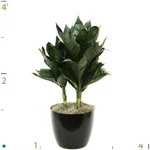 Palm Chamaedorea Metallica.jpg