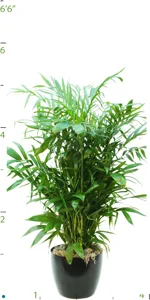 Palm Chamaedorea Seifritzii 04-5'.jpg