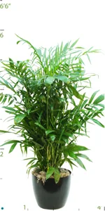 Palm Chamaedorea Seifritzii 05-6'.jpg