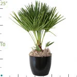 Palm Chamaerops Humili.jpg