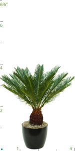 Palm Cycas Revoluta Tall 2.jpg