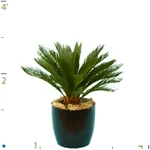 Palm Cycas Revoluta.jpg