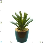 Palm Cycas.jpg