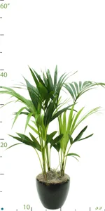 Palm Kentia Multi 02-3'.jpg