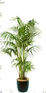 Palm Kentia Multi 4P 05-6' Calif.jpg