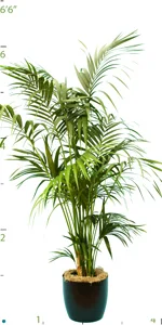 Palm Kentia Multi 06-7'..jpg